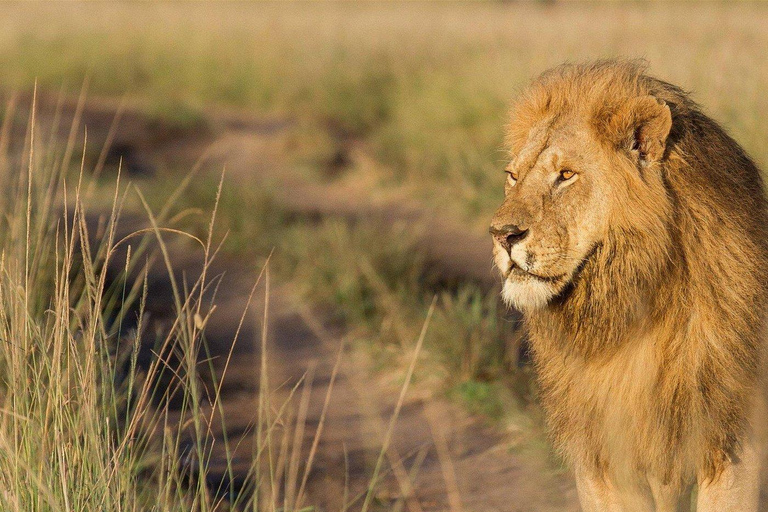 Mombasa: Tsavo West Overnight Safari & Night Drive at Ziwani