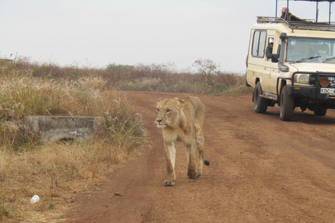 Nairobi Park Safari, Sheldrick's Orphanage & Giraffe Center Shared Drive in Open-Roof Van Game Drive