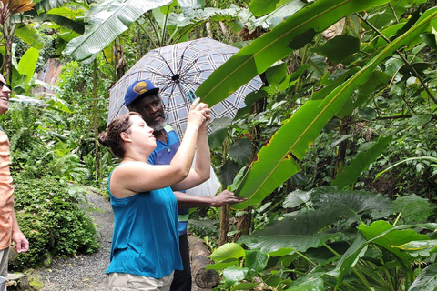 St. Lucia: Soufriere Day Trip with Mud Baths and Waterfall Soufriere, St. Lucia Island Tour with Mud bath