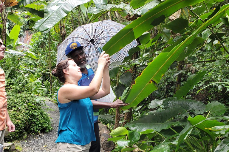 St. Lucia: Soufriere Day Trip with Mud Baths and Waterfall Soufriere, St. Lucia Island Tour with Mud bath
