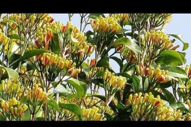 Zanzibar: Spice Farm, Stone Town or Jozani Forest with lunch Spice Farm Experience with lunch – (No Transport)