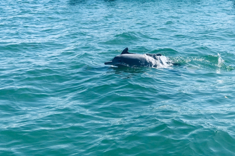 Dolfijnen en walvissen spotten in Negombo