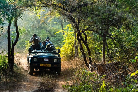 From Jaipur: Same Day Ranthambore Tiger Safari Adventure