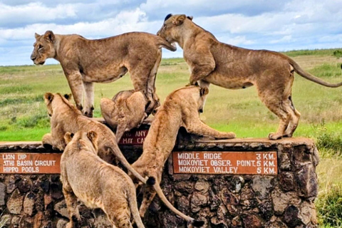 Airport: Nairobi National Park layover tour- pickup/drop-off