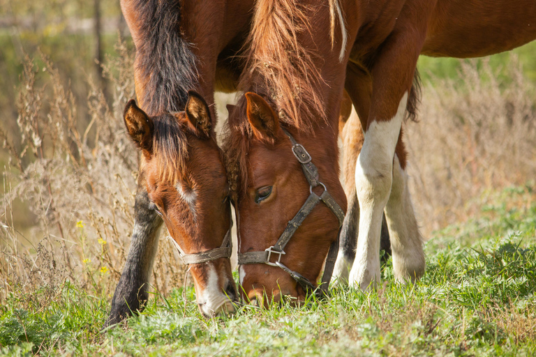 Kutaisi: Private Horseback Riding Tour with Hotel Pickup.⏱️ Transportation is included in this option .