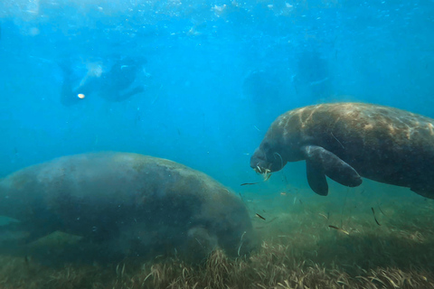 San Juan: Manatee Snorkel Experience, Free Rum Shot!