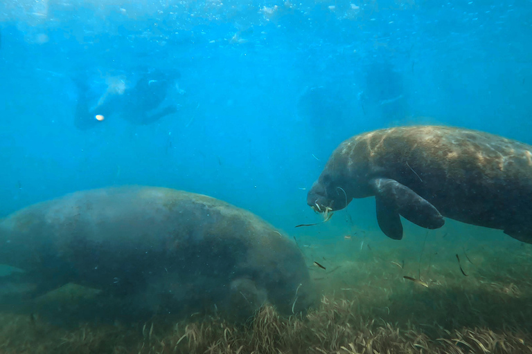 San Juan: Manatee Snorkel Experience, Free Rum Shot!