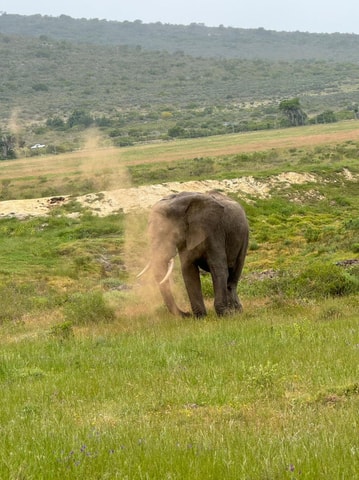 From Cape Town: 2-Day Garden Route Safari with Penguins