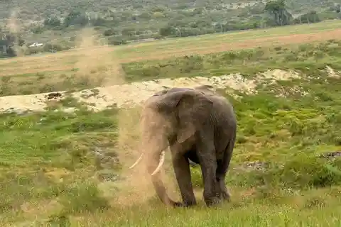 Private Tour: 2Day Garden Route Safari,Penguins&Cape Agulhas