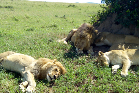 Safari dans le Kenya sauvage Explorez Amboseli, Tsavo Ouest et Tsavo Est 4 joursSafari sauvage au Kenya : découvrez Amboseli, Tsavo Ouest et Tsavo Est en 4 jours