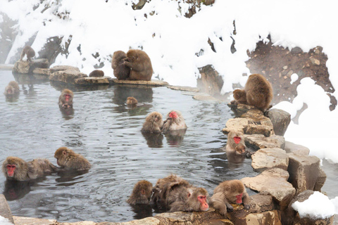 Tokyo: Snow Monkey Park & Nagano Highlights Private Trip Tokyo: Snow Monkeys Park Full-Day Private Customizable Trip