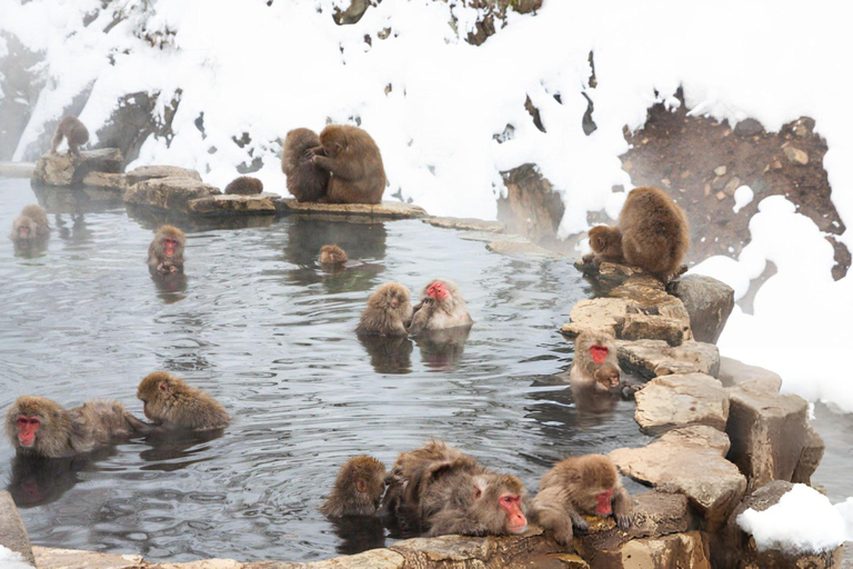 Tokyo: Snow Monkey Park & Nagano Highlights Private Trip Tokyo: Snow Monkeys Park Full-Day Private Customizable Trip