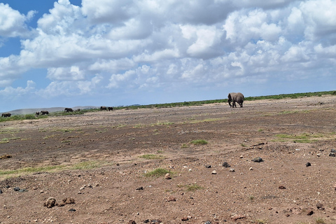 Nairobi: Amboseli National Park Tagestour mit PirschfahrtenSolo Nairobi: Amboseli National Park Tagestour