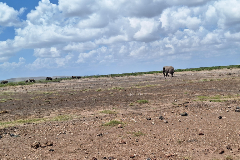 Nairobi: Amboseli National Park Tagestour mit PirschfahrtenSolo Nairobi: Amboseli National Park Tagestour