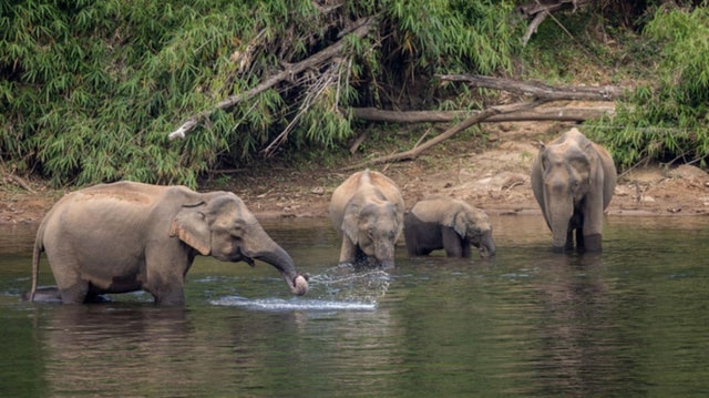 Exclusive Periyar Wildlife Sanctuary Tour(02 Nights/03 Days)