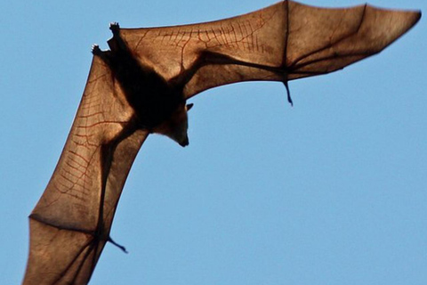 Pemba Island: Flying Fox Sanctuary Tour