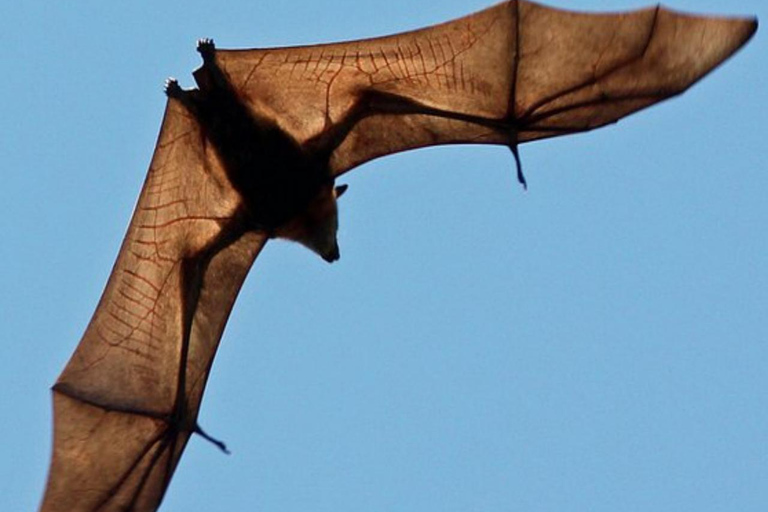 Pemba Island: Flying Fox Sanctuary Tour