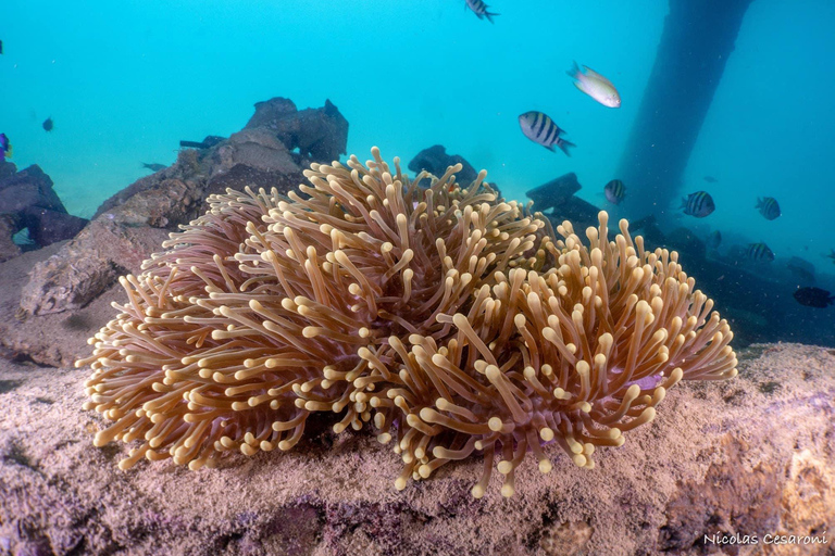 Phi Phi: lancha rápida a Maya Bay con excursión de snorkel