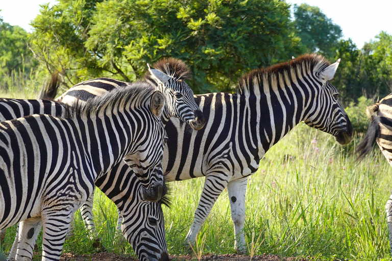 3-Day Kruger Park Safari and Panorama Route
