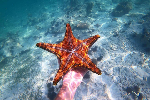 Zanzibar: Salaam cave sea turtles, Star fish & Blue Lagoon Tour without hotel pick up and drop off