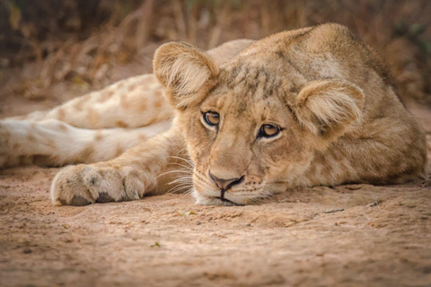 De Entebbe: Safari de 4 dias às Cataratas de Murchison e às Cataratas de Aruu