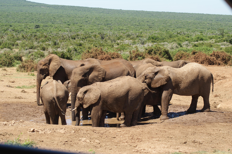 Addo Elephant National Park: Half-Day Safari with Guide