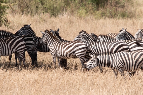 Safaris económicos en Tanzania, día completo en el Parque Nacional de Arusha