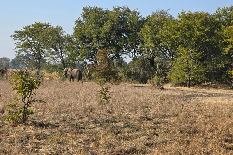 Livingstone: Game Drive And Rhino Walk Experience