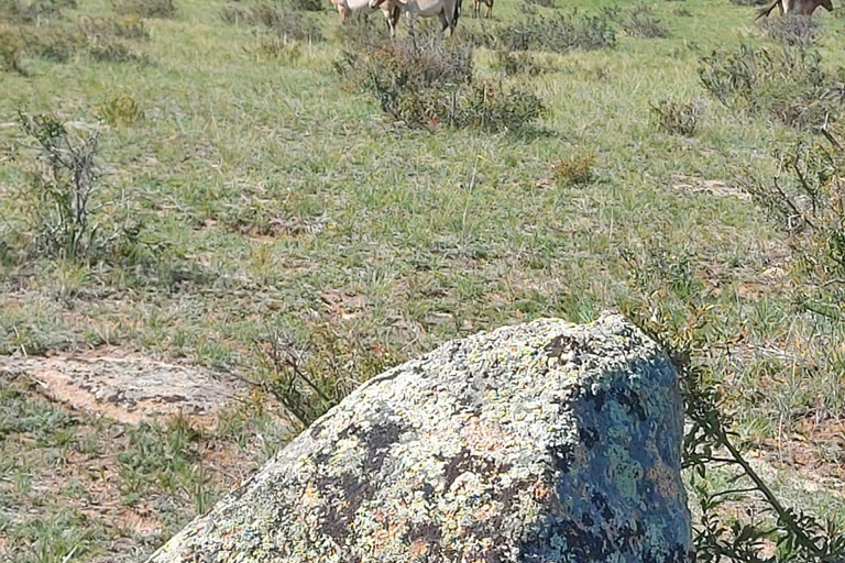 Ulaanbaatar: Khustai NP, Semi Gobi & Kharkhorin Tour