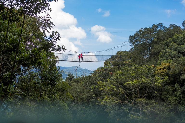 2 Days Nyungwe Chimpanzee trekking3 Days Nyungwe Chimpanzee trekking