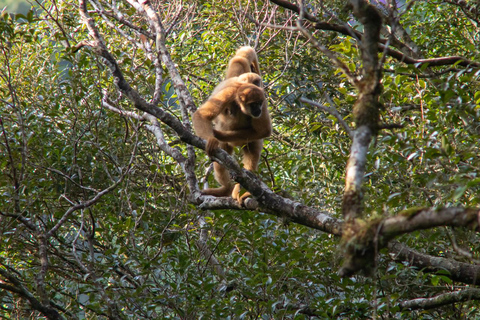 São Paulo - Day tour Southern Muriqui in Carlos Botelho Park