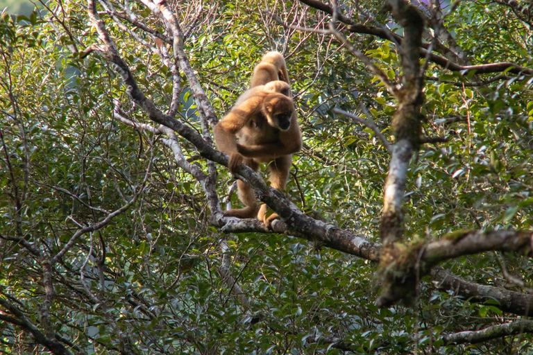 São Paulo - Day tour Southern Muriqui in Carlos Botelho Park