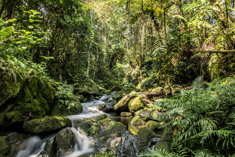 Bwindi: 4 dagars gorillahabitat och vandring i Bwindi