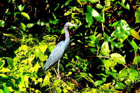 Tortuguero: Kanutour und Wildtierbeobachtung