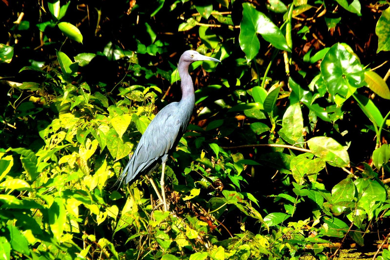 Tortuguero : Excursion en canoë et observation de la faune