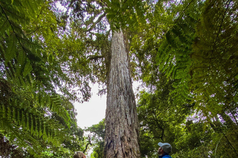 Rotorua: Whirinaki Forest Guided Tour & Luxury Spa Entry