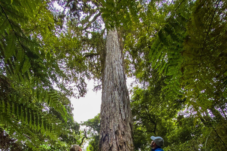 Rotorua: Whirinaki Forest Guided Tour & Luxury Spa Entry