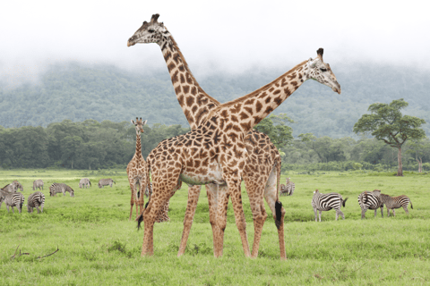 Arusha : excursion dans le parc national d'Arusha