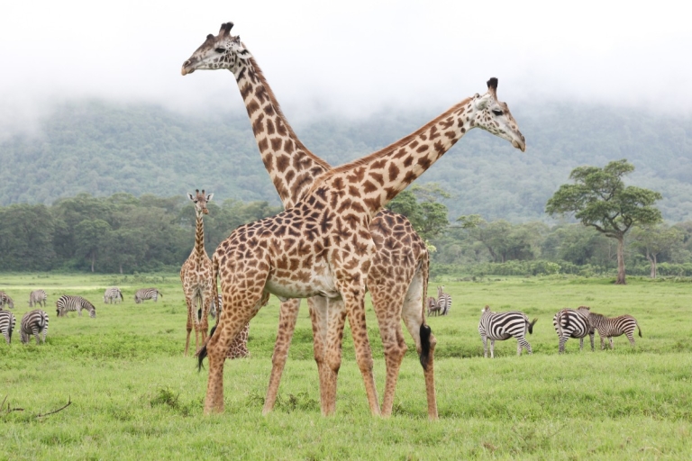 Arusha: Arusha national Park Day-Trip