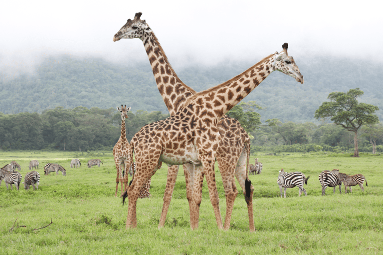 Arusha: Arusha national Park Day-Trip