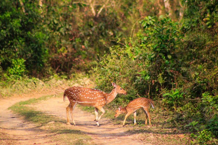 3 nuits d&#039;aventure à Chitwan avec 1 nuit dans une tour de la jungle