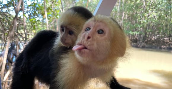Manuel Antonio: Mangrove Monkey Boat Tour