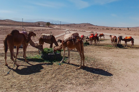 Agafay Magic: Dinner, Camel Rides &amp; Quad Biking