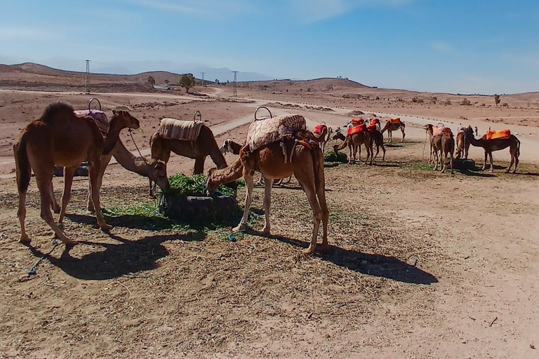 Agafay Magic: Dinner, Camel Rides & Quad Biking