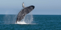 Mirissa, Marine Marvels Expedition Whale & Dolphin Encounter - Hizvo