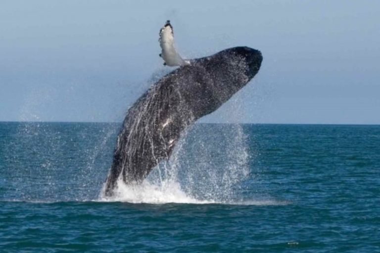 „Wyprawa Marine Marvels: spotkanie wielorybów i delfinów”