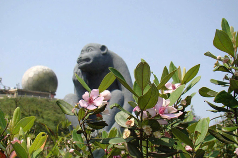 Son Tra Trekking Tour: Spot Wildlife, Nature and Landscapes Halfday Sunrise Trekking Tour to Ban Co Peak by Conquer