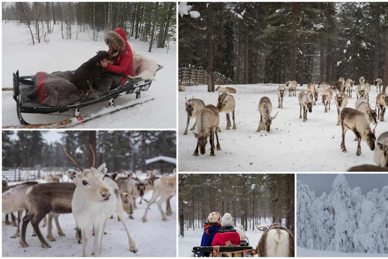 Da Rovaniemi: Visita alla fattoria delle renne con giro in slitta