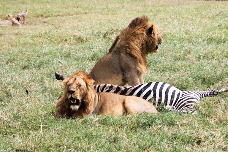 Zanzibar: Mikumi National Park Safari with Flight