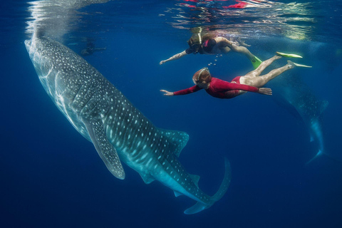 Swim with Whale Sharks in Mafia Island Flight from Zanzibar Mafia Whale Shark Adventure – Day Trip (No Flights Included)